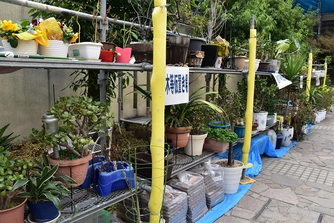 3.植栽仮置き場.JPG